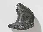 Poisson cartilagineux : boucle cphalique fossile jurassique Boulonnais